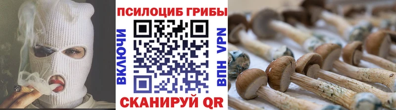 Псилоцибиновые грибы Psilocybine cubensis  Руза 